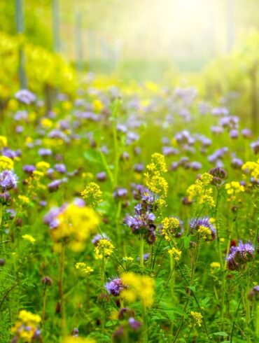 Rebzeile mit wilden Blumen