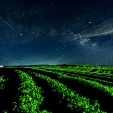 Weinberge in der Nacht bei Sternenhimmel