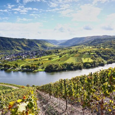 Weinberg an der Mosel