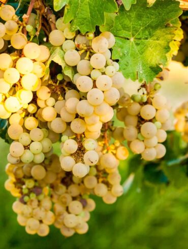 sommer und weissweine drei rebsorten spaniens Gelbe Trauben an Rebstock