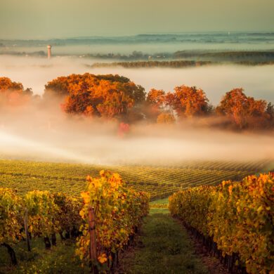 Sunset landscape and smog in bordeaux wineyard france