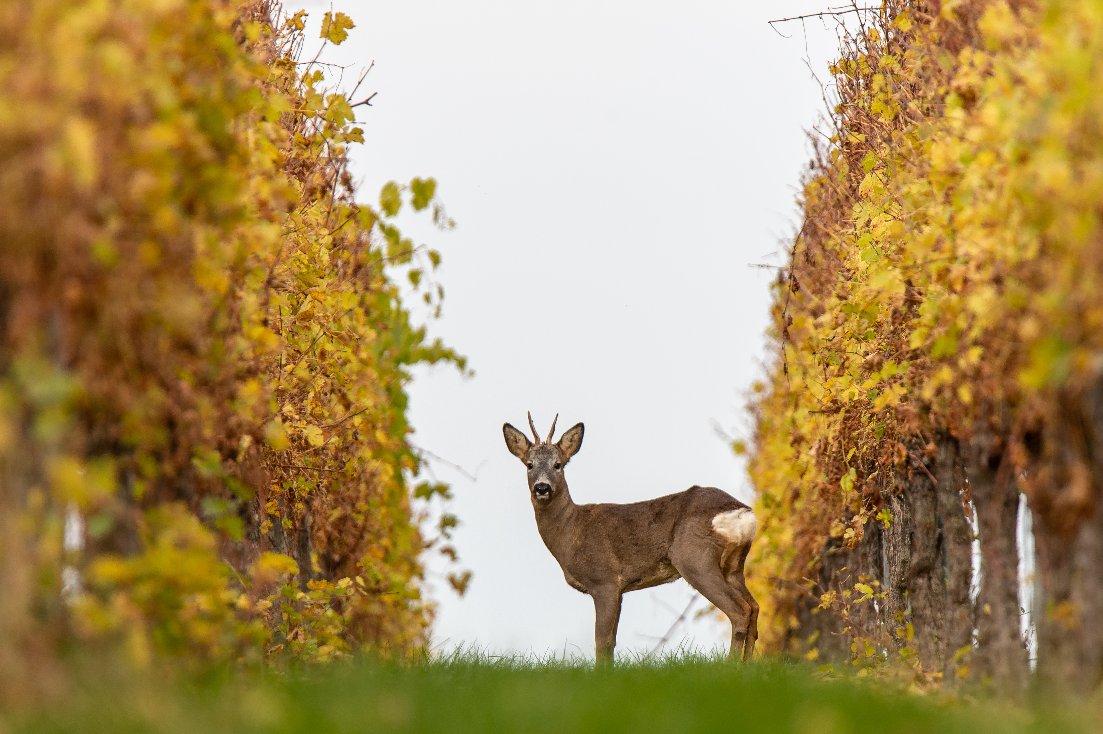 Das Reh ist ein wichtiger tierischer Schädling für den Weinbau.