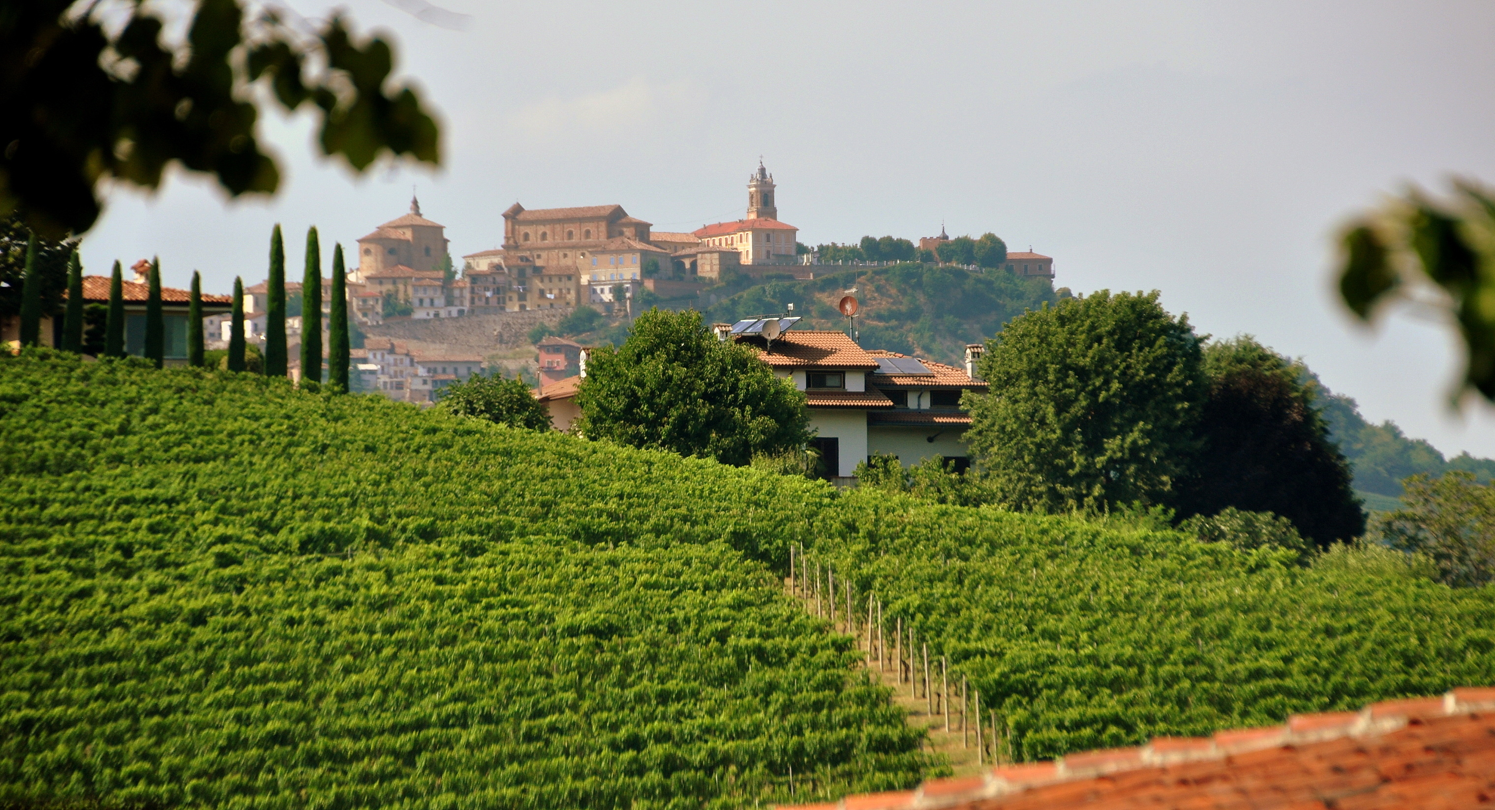 Wein-Jahrgang 2023: Weinberg Piemont