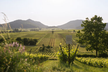 pfalz blogbeitrag 1080x1080 1 | KI-generiert