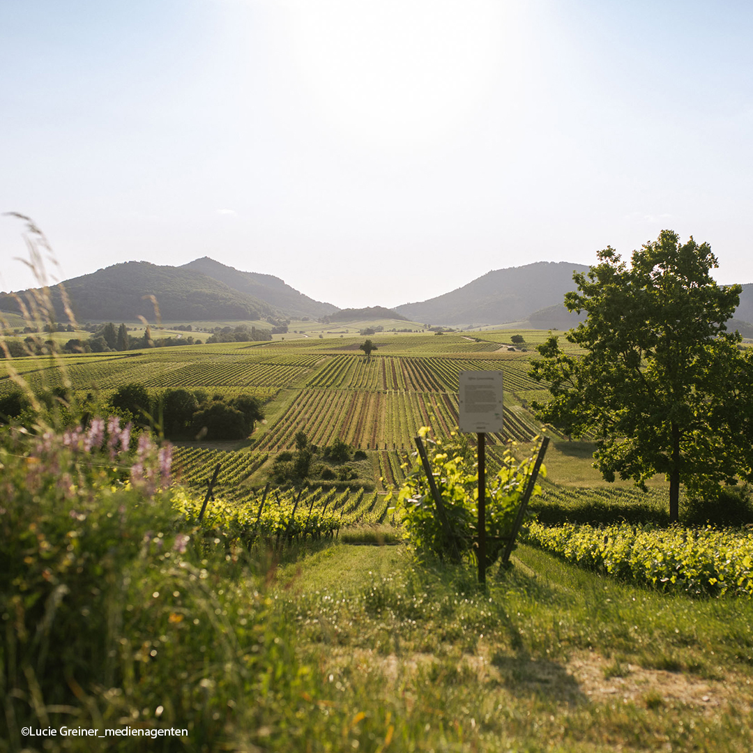 pfalz blogbeitrag 1080x1080 1 pfalz blogbeitrag 1080x1080 1 | Silkes Weinblatt