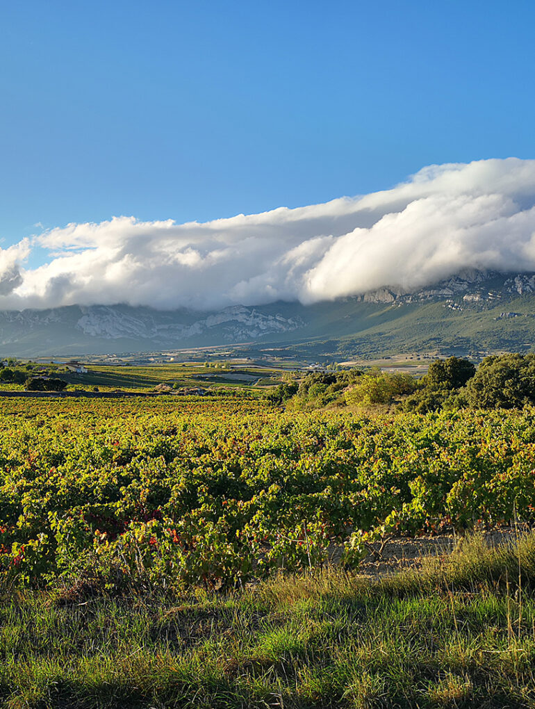 rioja blogbeitrag 1080x1080 1 rioja blogbeitrag 1080x1080 1 | Silkes Weinblatt
