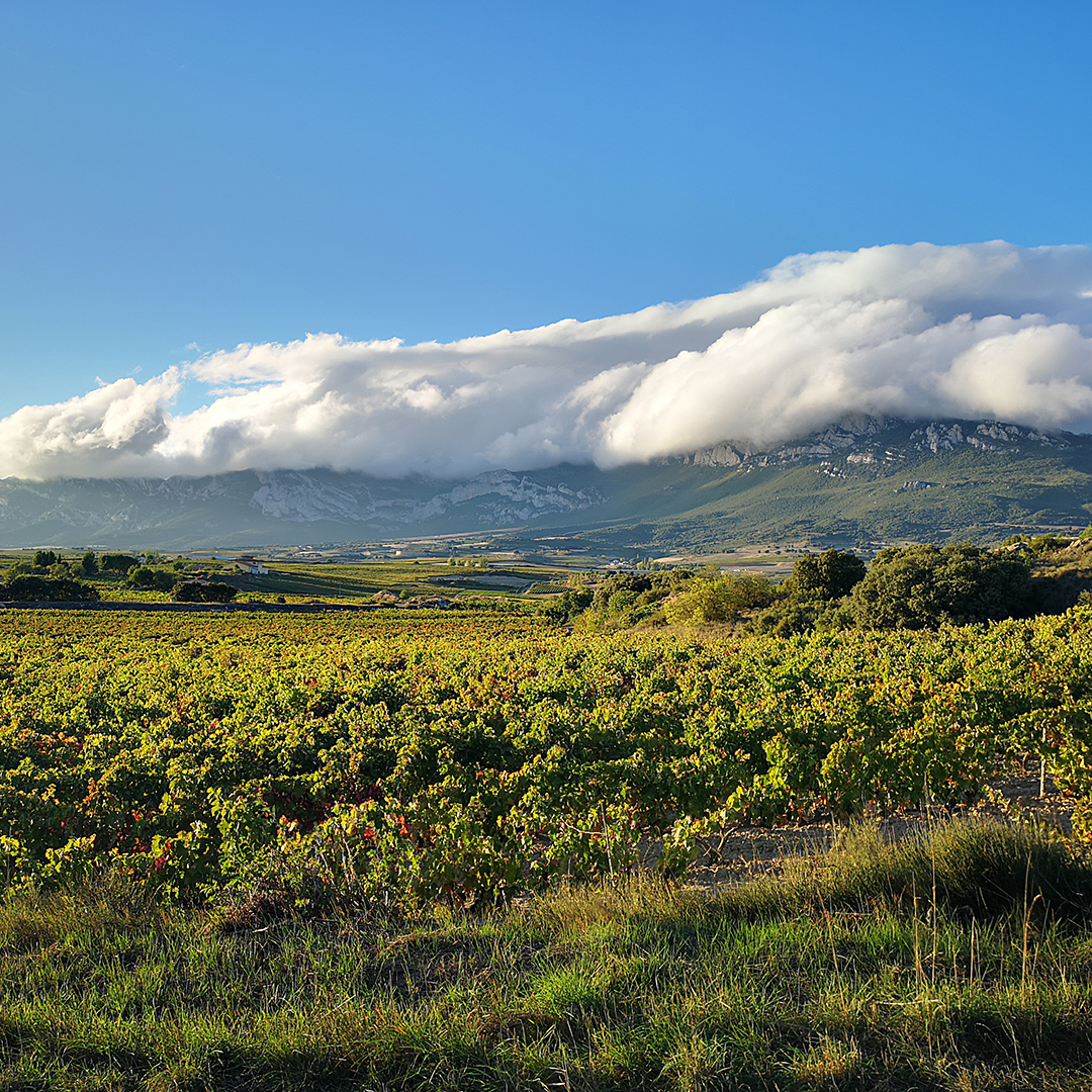 rioja blogbeitrag 1080x1080 1 rioja blogbeitrag 1080x1080 1 | Silkes Weinblatt