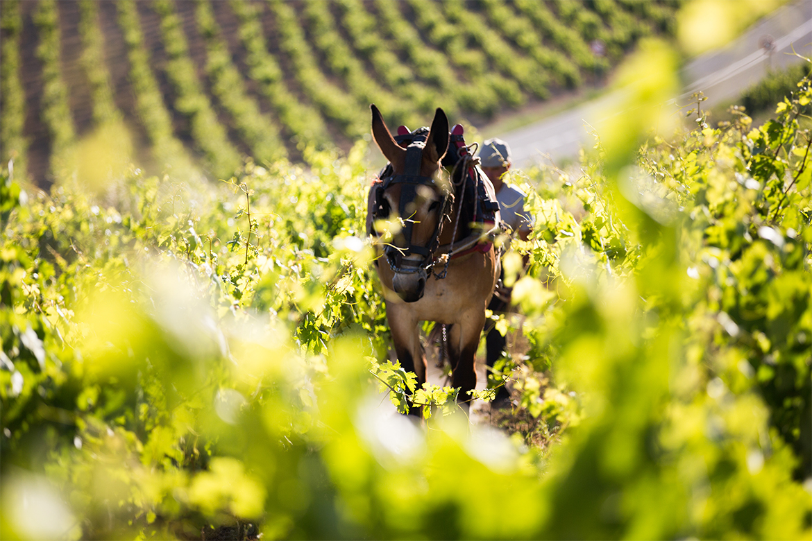 rioja blogbeitrag 2 1170x780 1 rioja blogbeitrag 2 1170x780 1 | Silkes Weinblatt
