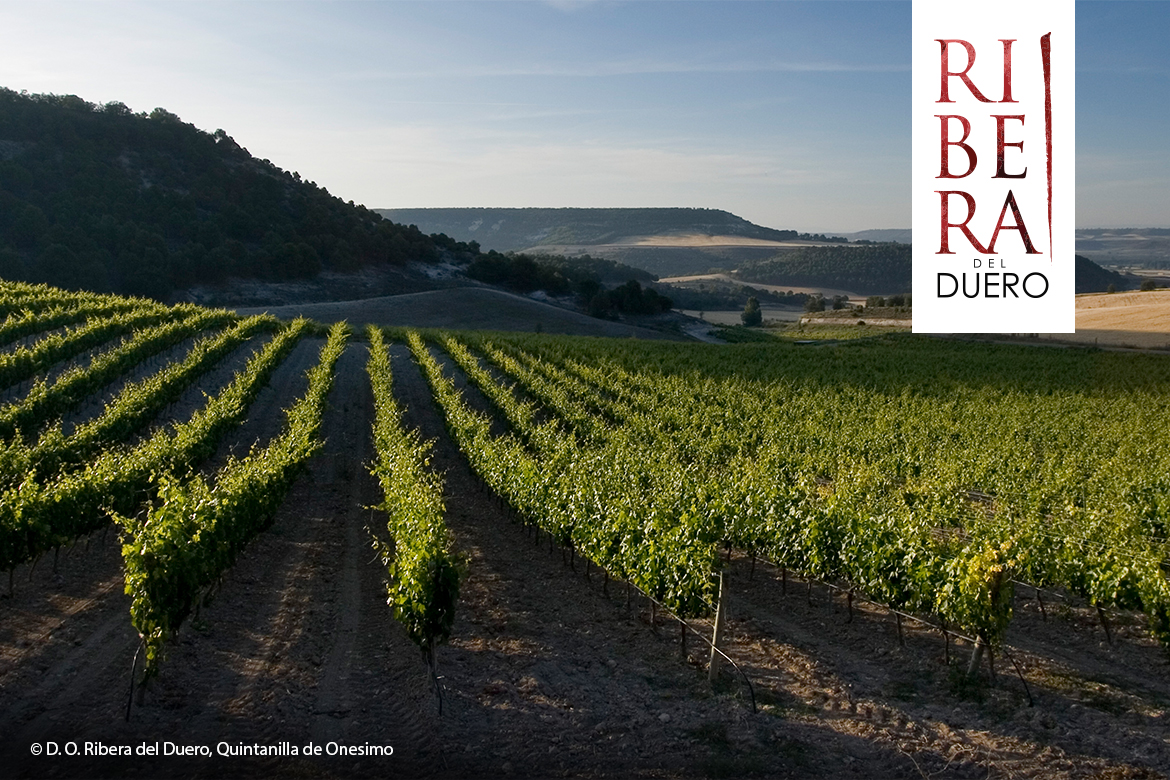 swk blogbeitragsbild 1 ribera del duero 1170x780 v2 swk blogbeitragsbild 1 ribera del duero 1170x780 v2 | Silkes Weinblatt | KI-generiert