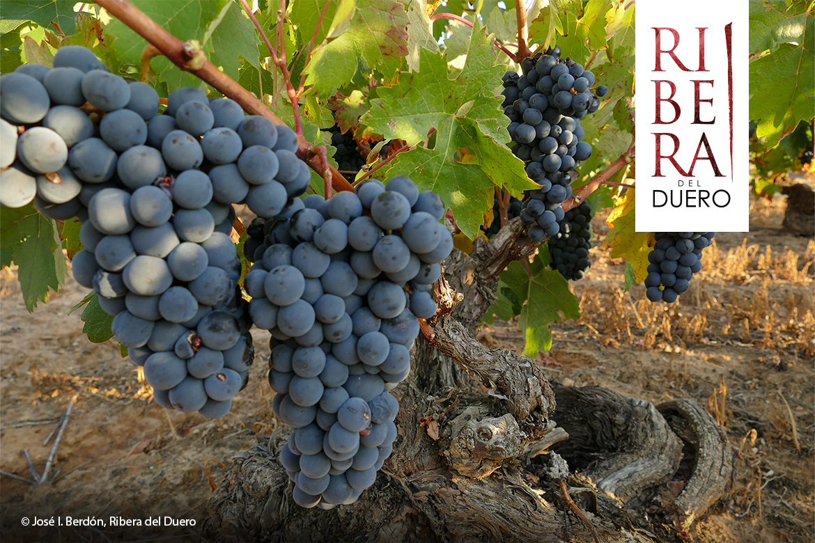 swk blogbeitragsbild 2 ribera del duero 1170x780 v2 swk blogbeitragsbild 2 ribera del duero 1170x780 v2 | Silkes Weinblatt | KI-generiert