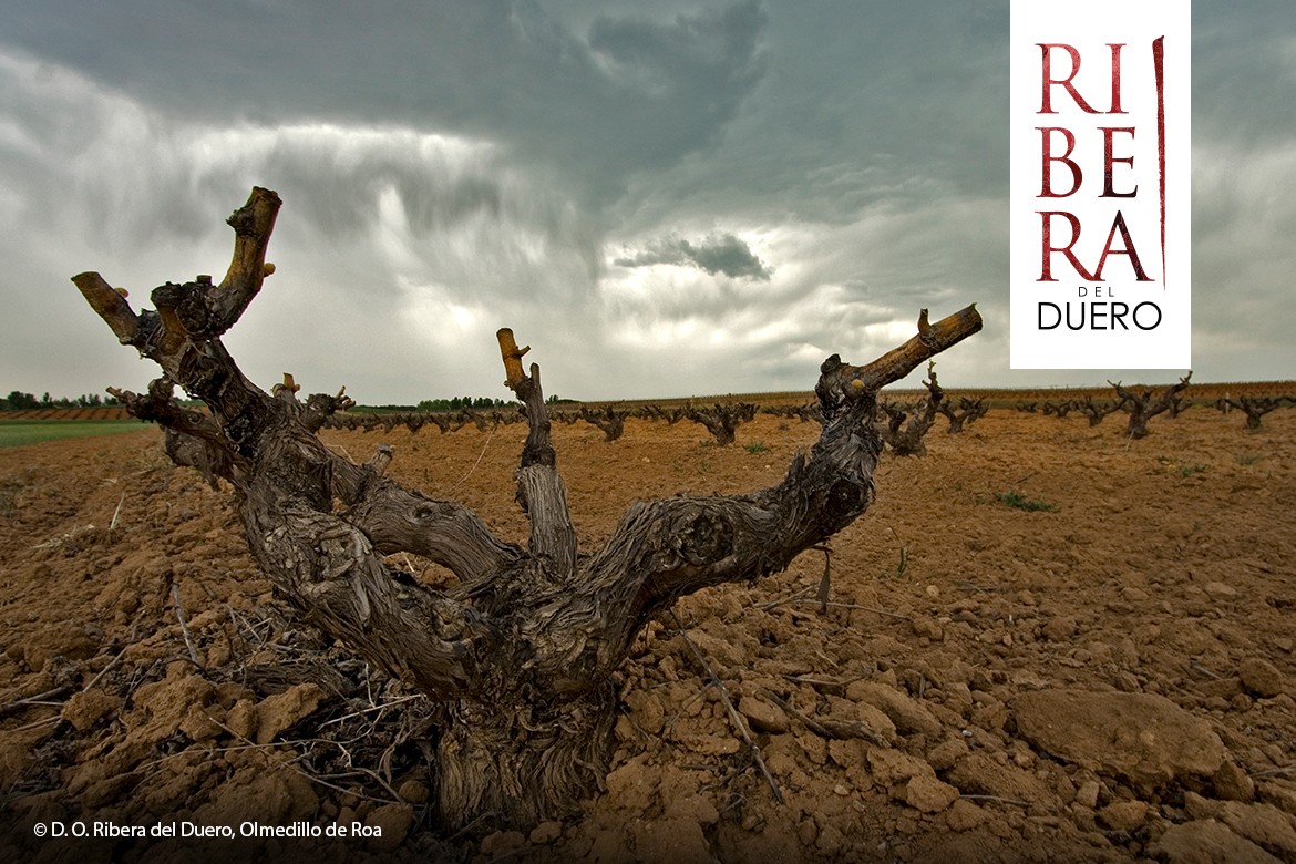 swk blogbeitragsbild 3 ribera del duero 1170x780 v2 swk blogbeitragsbild 3 ribera del duero 1170x780 v2 | Silkes Weinblatt | KI-generiert